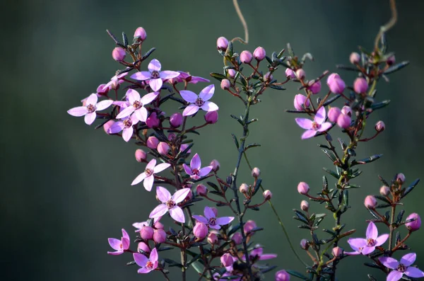 Pink flowers and buds of Australian native Boronia ledifolia, growing in heath on the Little Marley fire trail, Royal National Park, Sydney, Australia. Also known as the Showy, Sydney or Ledum Boronia