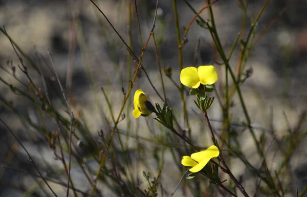 Yellow flowers of the Australian native Dainty Wedge Pea, Gompholobium glabratum, growing in heath along the Little Marley fire trail, Royal National Park, Sydney, Australia. Flowers winter to spring.