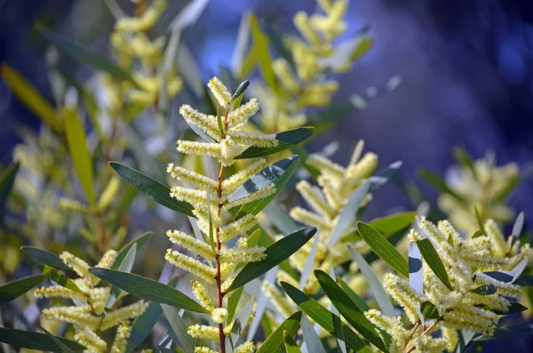Sárga Virágai Sydney Arany Akácfa Acacia Longifolia Egyre Nagyobb Kis — Stock Fotó