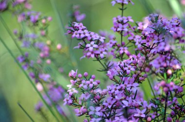 Avustralya 'nın yerlisi Boronia ledifolia' nın pembe çiçekleri ve tomurcukları Little Marley yangın patikasında yetişiyor. Ayrıca Şov, Sydney veya Ledum Boronia olarak da bilinir.