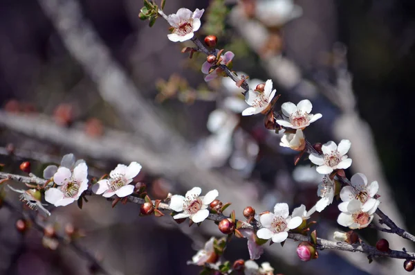 桃の花のピンクと白の花と芽茶の木海岸線 ロイヤル国立公園 シドニー ニューサウスウェールズ州 オーストラリアの健康状態で成長するLeppostpermum Squarrosum ファミリー マートカアイ — ストック写真