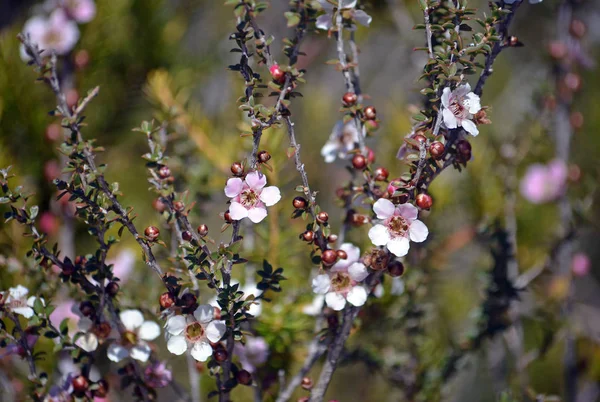 桃の花のピンクと白の花と芽茶の木海岸線 ロイヤル国立公園 シドニー ニューサウスウェールズ州 オーストラリアの健康状態で成長するLeppostpermum Squarrosum ファミリー マートカアイ — ストック写真