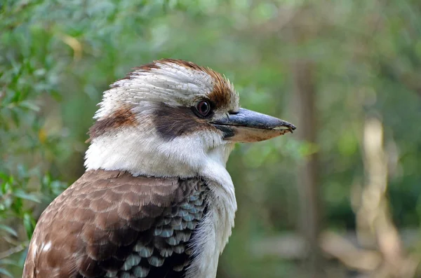 Detailní Záběr Profil Australský Smát Kookaburra Dacelo Novaeguineae Strom Ledňáček — Stock fotografie