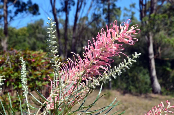Australian native pink Grevillea flower and buds. Sylvia cultivar, family Proteaceae.