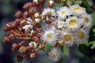 Bal arıları çiçek tomurcukları Angophora hispida (cüce elma ağacı), Royal National Park, Nsw, Avustralya Açılış günü kaynıyor