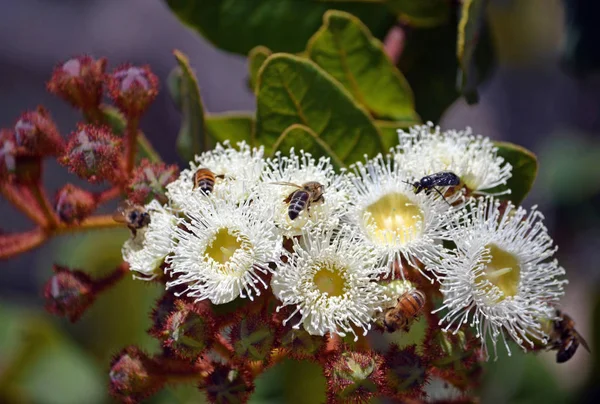 Mézelő Méhek Nyüzsögnek Bimbó Angophora Hispida Törpe Almafa Királyi Nemzeti — Stock Fotó