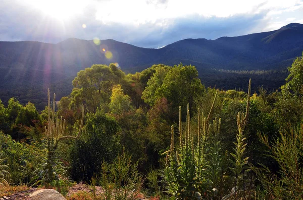 Canberra, Avustralya Başkent Bölgesi, Avustralya yakınındaki Tidbinbilla doğa rezerv dağlar, alt alp woodland ve güneş parlaması.
