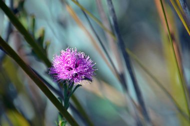 Avustralya yerli Melaleuca squamea, bataklık Bal-Mersin (aile Myrtaceae), heath, küçük Marley yangın izi, Royal National Park büyüyen. Güney-Doğu Avustralya için endemik. Çiçekli bahar.