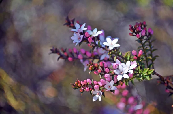 Австралійський Рідні Box Листя Waxflower Philotheca Buxifolia Родини Рутових Ростуть — стокове фото