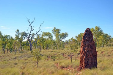 Dev kırmızı termit Spinifeks çim savannah ülkede taşra Queensland, Kuzey Avustralya arasında toprak