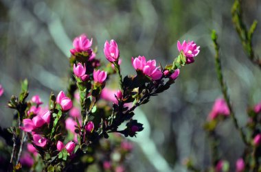 Derin pembe çiçekler Avustralya yerli Rose, Boronia serrulata, Aile Rutaceae, Royal National Park, Sydney, Nsw, Avustralya