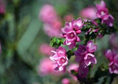 Derin pembe çiçekler Avustralya yerli Rose, Boronia serrulata, Aile Rutaceae, Royal National Park, Sydney, Nsw, Avustralya. Bahar çiçekli. Metin için yer kopyalayın.