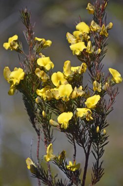 Sarı çiçek Avustralya yerli büyük kama bezelye Gompholobium grandiflorum, Royal National Park, Sydney, Avustralya. Çiçekli bahar.
