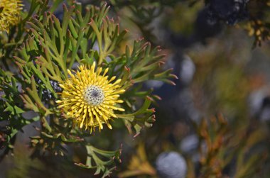 Avustralya yerli geniş yapraklı baget çiçek ve Heath Royal National Park, Sydney, New South Wales, Avustralya içinde büyüyen meyve, Isopogon anemonifolius. Çiçekli bahar