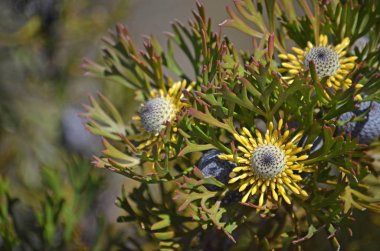 Avustralya yerli geniş yapraklı baget çiçek ve Heath Royal National Park, Sydney, New South Wales, Avustralya içinde büyüyen meyve, Isopogon anemonifolius. Çiçekli bahar
