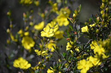 Avustralya yerli Hibbertia bitkisinden, Aile Dilleniaceae, Heath Royal National Park, Sydney, New South Wales, Avustralya içinde büyüyen sarı çiçek