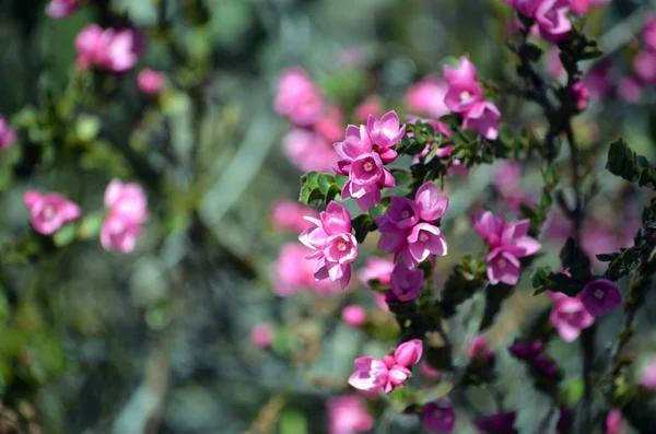 オーストラリアのネイティブのローズは コスモプロフ Serrulata ミカン科 ロイヤル国立公園 シドニー Nsw オーストラリアのピンクの花 春開花 コピーのテキストのための領域 — ストック写真