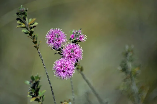 Růžové Květy Australského Nativní Myrtle Kunzea Capitata Rodina Myrtaceae Rostoucí — Stock fotografie