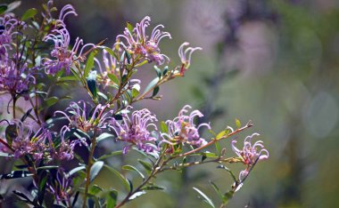 Avustralya yerli Grevillea sericea narin çiçekler pembe örümcek çiçek, Royal National Park, Sydney, Avustralya