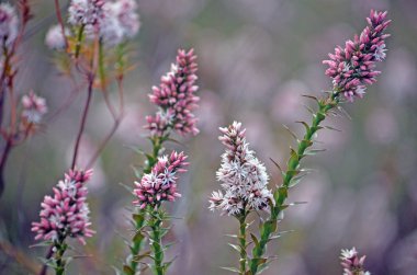Avustralya yerli pembe bataklık heath kır çiçekleri, Sprengelia incarnata, Aile Fundagiller, büyüyen Royal National Park, Sydney, Nsw, Avustralya