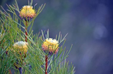 Avustralya yerli dar yapraklı baget çiçek ve Heath Royal National Park, Sydney, New South Wales, Avustralya içinde büyüyen meyve, Isopogon anethifolius. Çiçekli bahar