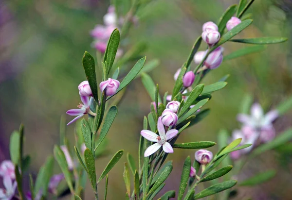 Australijski Native Waxflowers Różowy Eriostemon Australasius Rodziny Rutaceae Tor Uloola — Zdjęcie stockowe