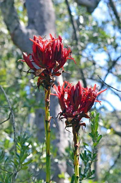 Pair of Gymea Lily flowers, Doryanthes excelsa, growing in sclerophyll forest in the Royal National Park, Grays Point, Sydney. Also known as the Flame Lily or Spear Lily. Native to east coast of New South Wales, Australia.