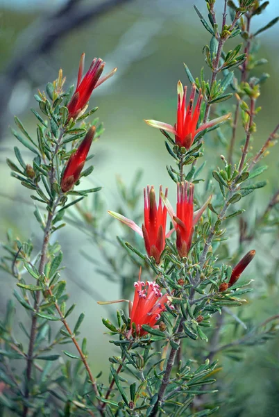 Flores Vermelhas Nativo Australiano Mountain Devil Lambertia Formosa Família Proteaceae — Fotografia de Stock