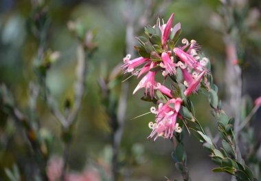 Avustralya yerli pembe beş köşe çiçekler, Styphelia triflora, Aile Fundagiller Heath küçük Marley Firetrail, Royal Nationa Park, Nsw, Avustralya boyunca büyüyen,