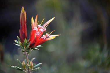 Heath, küçük Marley Firetrail, Royal National Park, east coast Nsw, Avustralya büyüyen kırmızı çiçek ve Şeytan'ın Avustralya yerli dağ, Lambertia formosa, Aile Proteaceae, bud. New South Wales, kış ve bahar çiçekleri için endemik.