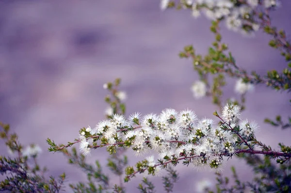 Flores Blancas Con Aroma Miel Kunzea Ambigua Arbusto Garrapatas Que — Foto de Stock