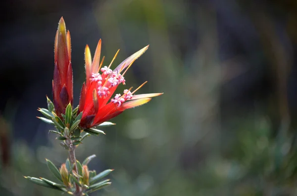 Red flower and bud of the Australian native Mountain Devil, Lambertia formosa, family Proteaceae, growing in heath, Little Marley Firetrail, Royal National Park, east coast NSW, Australia. Endemic to New South Wales, flowers in winter and spring.