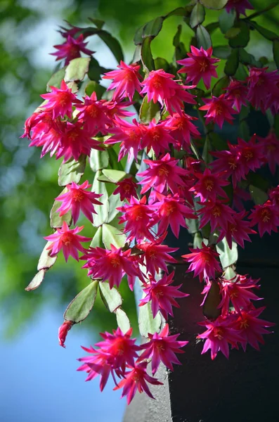 Kembali Menyala Merah Muda Zygocactus Bunga Dari Hatiora Gaertneri Juga — Stok Foto