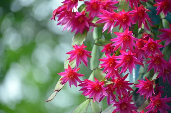 Arka Hatiora gaertneri pembe Zygocactus çiçekleri yaktı. Olarak da bilinen yengeç kaktüs, Noel kaktüs, Şükran cactus ve Paskalya kaktüs