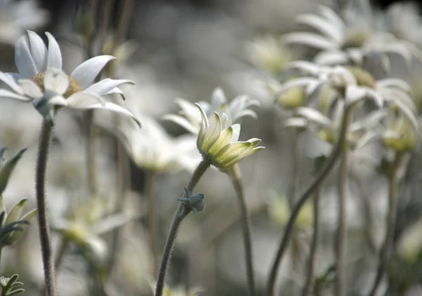 Australian native Flannel Flower wildflowers blooming en masse the spring following a major bushfire which burnt out the area on Cape Solander in Kamay Botany Bay National Park, Sydney