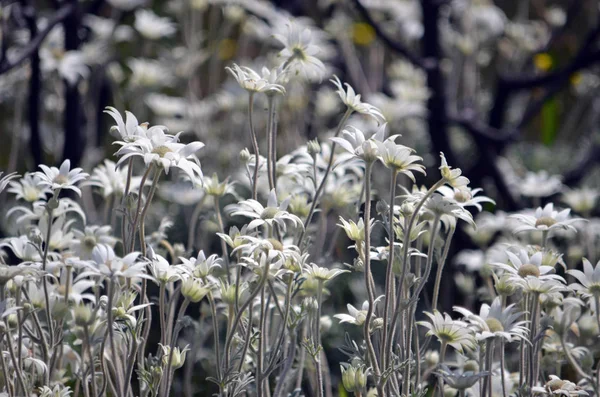 Australian native Flannel Flower wildflowers blooming en masse the spring following a major bushfire which burnt out the area on Cape Solander in Kamay Botany Bay National Park, Sydney