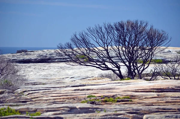 Burnt Blackened Tree Sandstone Plateau Cape Solander Bushfire Kamay Botany — Stock Photo, Image