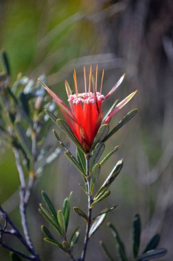 Şeytan'ın Avustralya yerli dağ, Lambertia formosa, Aile Proteaceae, kırmızı çiçek heath, küçük Marley Firetrail, Royal National Park, east coast Nsw, Avustralya büyüyen. New South Wales, kış ve bahar çiçekleri için endemik.