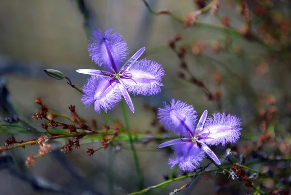 Two purple Australian native Common Fringe lilies, Thysanotus tuberosus, blooming in heath in the Royal National Park, Sydney, Australia