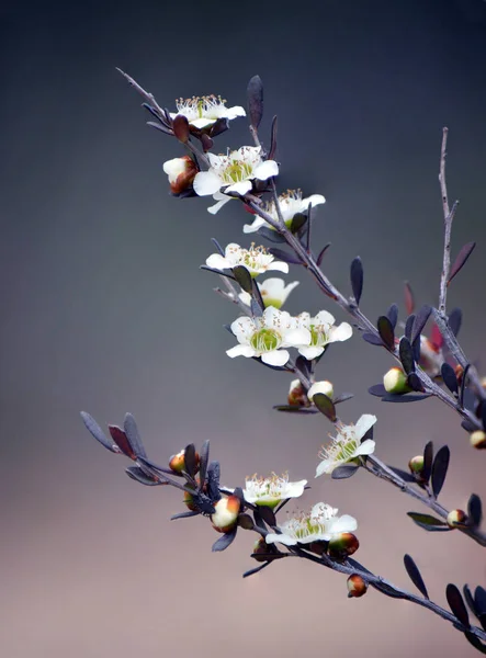 黄色ティー ツリー Leptospermum Polygalifolium シドニー オーストラリアのロイヤル国立公園で 春に開花 Tantoon として知られています — ストック写真