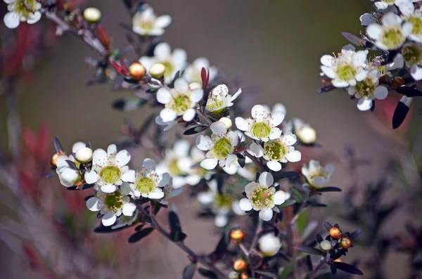 黄茶树开花 春天开花 在皇家国家公园 澳大利亚 也被称为坦托翁 — 图库照片