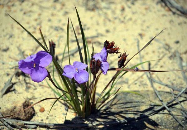 Australský Nativní Hedvábný Nachový Příznak Iris Květy Patersonia Sericea Rodina — Stock fotografie