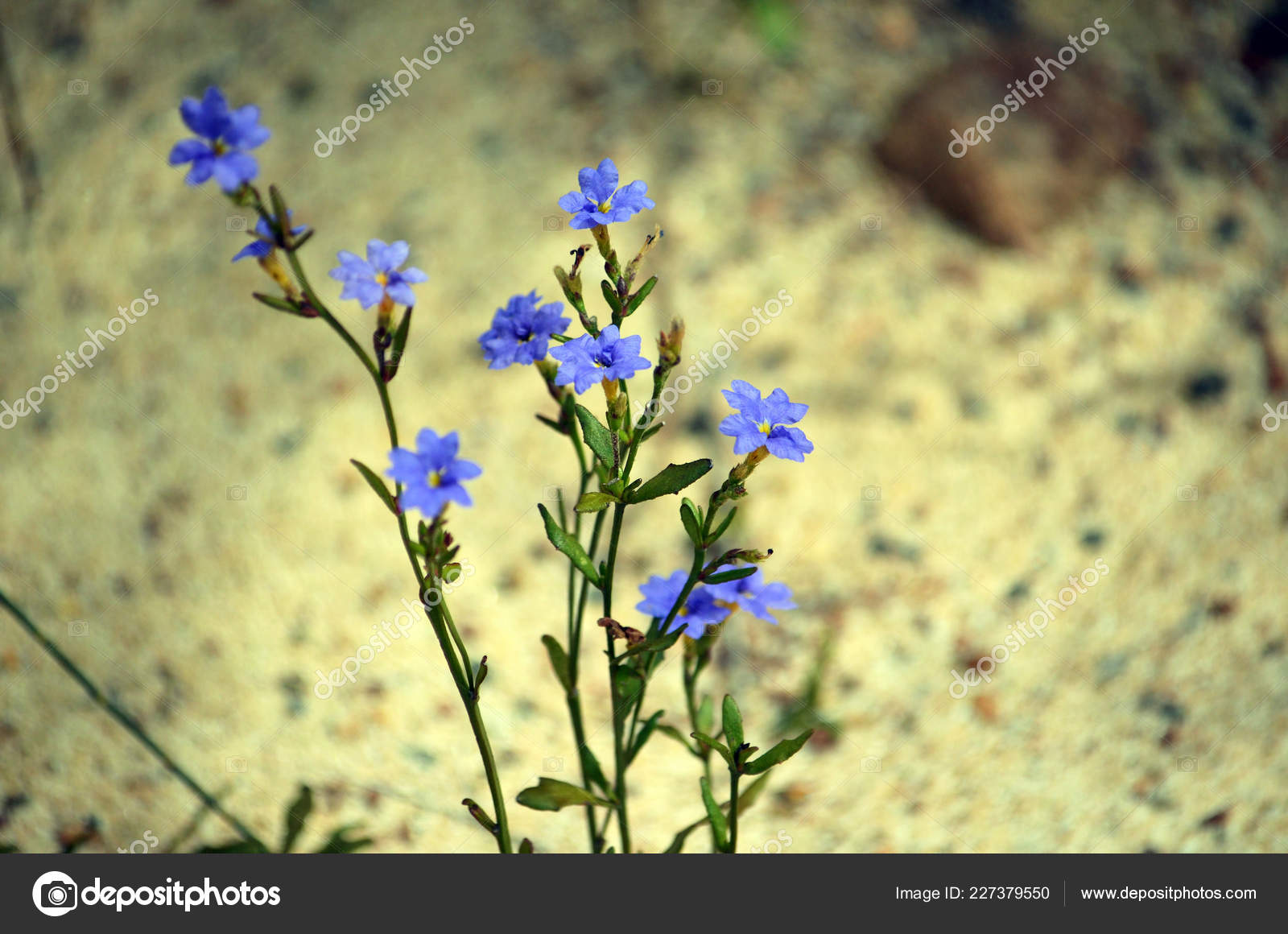 Australian Native Blue Dampiera Flowers Dampiera Stricta Family Goodeniaceae Autumn Stock Photo Image By C Khblack 227379550