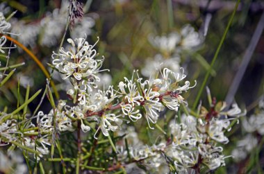 Hançer Hakea çiçekler, Hakea teretifolia, Aile Proteaceae. Baharda çiçeklenme Royal National Park, New South Wales, Avustralya