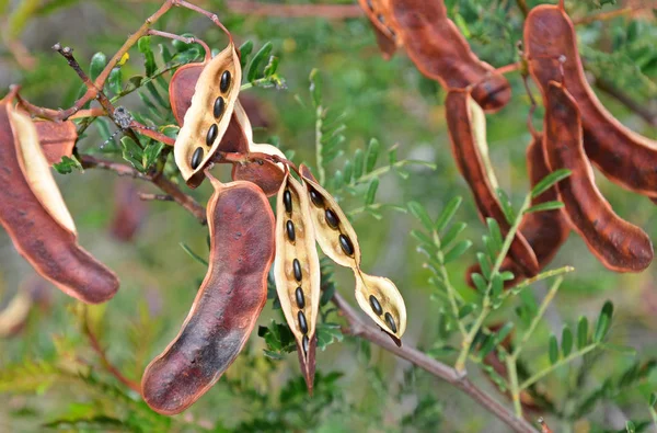 Güneş Wattle, akasya terminalis, tohum pods siyah tohumlar, ormanlık içinde büyüyen Royal National Park, Sydney, Nsw, Avustralya.