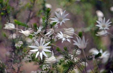 Avustralya yerli flanel çiçekler, Actinotus helianthi, diğer kır çiçekleri, Royal National Park, Sydney, New South Wales, Avustralya arasında orman understory büyüyor. Bahar ve yaz çiçeklenme.