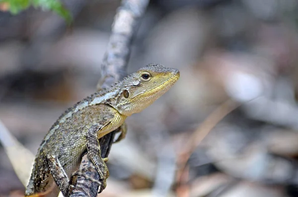 Australian native Jacky Dragon lizard, Amphibolurus muricatus, family Agamidae, on a branch in woodland in the Royal National Park, Sydney, Australia. Endemic to southeast coast of Australia.