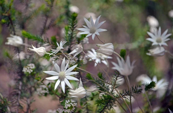 Australian native flannel flowers, Actinotus helianthi, growing in woodland understory amongst other wildflowers, Royal National Park, Sydney, New South Wales, Australia. Spring and summer flowering.