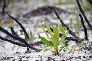 Küçük Banksia serrata fide Heath bir orman yangını takip yanmış ve kararmış şube önünde kumlu toprakta büyüyen. Royal National Park, Yeni Güney Galler, Avustralya