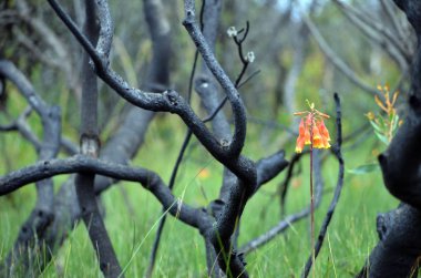 Noel çanları, Blandfordia nobilis, Aile Blandfordiaceae, bir orman yangını, Royal National Park, New South Wales takip yanmış ve kararmış ağaçları arasında büyüyor. Bahar ve yaz çiçeklenme çok yıllık bitki için Doğu Avustralya yerli.